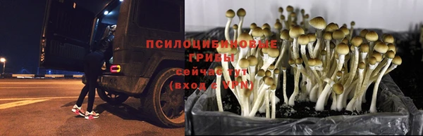 каннабис Гусев